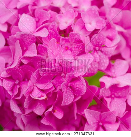 Let Them Grow. Hydrangea Blossom On Sunny Day. Blossoming Flowers In Summer Garden. Flowering Horten