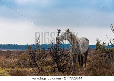 Skinny White Horse Eating Top Of The Bushes In New Forrest National Park Hampshire Uk