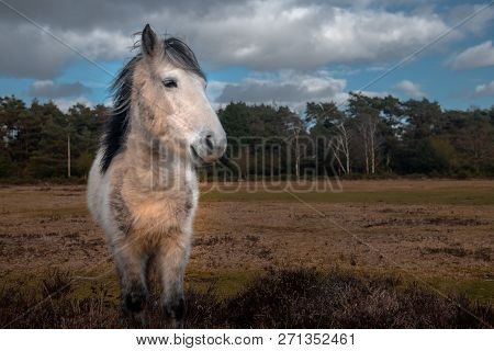 White Horse Eating Top Of The Bushes In New Forrest National Park, In Hampshire , United Kingdom
