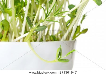 Sweet Lupin Bean Seedlings, Macro Photo. Young Plants, Sprouted From Lupin Bean Kernels, Containing 