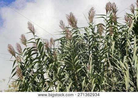 Giant Miscanthus (miscanthus X Giganteus)