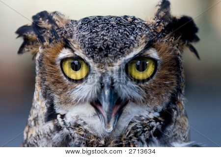 Bubo