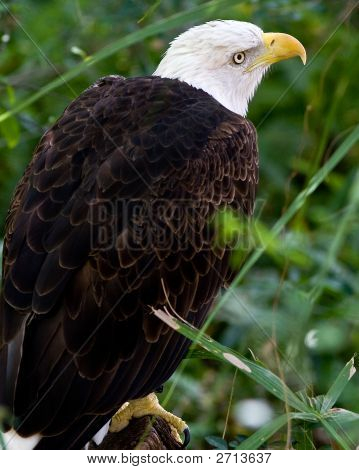 Bald Eagle 2