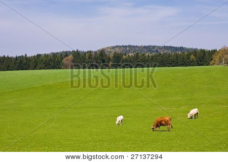 krowy na pastwisku w piękny krajobraz