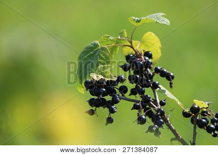 Blackcurrant On Bush Branch. Blackcurrant On Bush. Blackcurrant In Garden. Summer Berries In Latvia.
