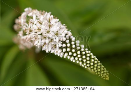 Gooseneck Loosestrife - Latin Name - Lysimachia Clethroides