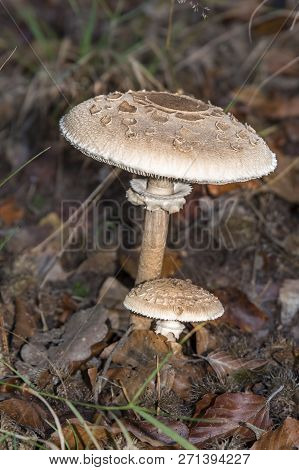 Two Parasol Mushrooms Macrolepiota Procera Growing In A Woodland