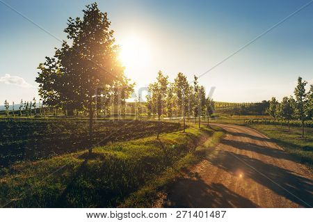 Row Of Poplar Trees With Vineyards In Foreground. Lefkadia, Russia