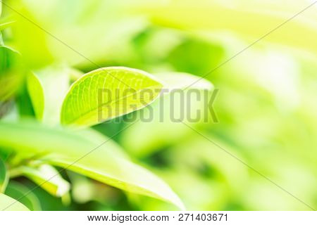 Green Leaf In The Morning With Sunlight At Garden ,natrural Green Plants. Image Use For Background C
