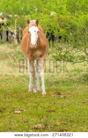 Female Horse Looking Straight At The Camera