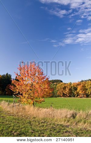 en smuk farverig efterår landskab