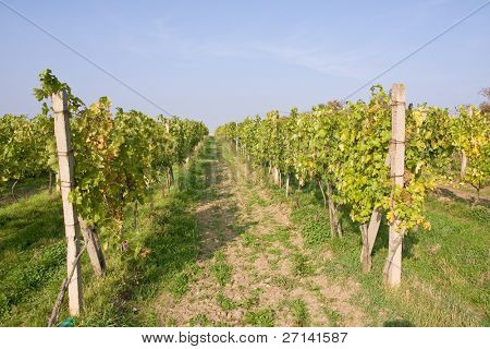 mooie wijngaard landschap in Moravië, Tsjechië