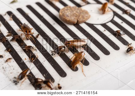 Lots Of Cockroaches Have Been Caught By The Sticker Or Catcher With Baits
