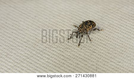 Macro Photo Of A Two-color Beetle, Black And Yellow