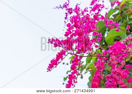 Mexican Creeper, Antigonon Leptopus Is Ornamental Plant That Is Native To Mexico. It Is A Vine With 