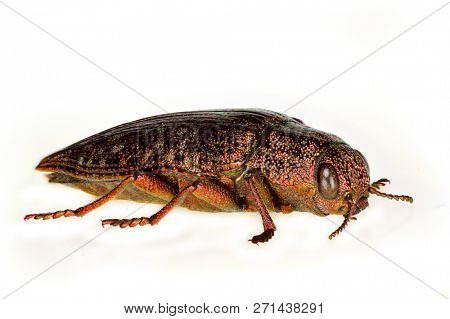metallic wood borer (Dicerca fritillum) isolated on white background