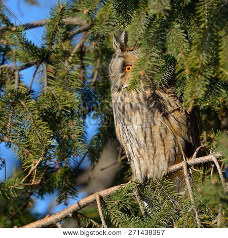 long-eared owl (Asio otus) in iwinter plumage in natural habitat