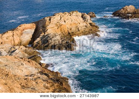 bella bearti selvaggio della Costa Brava, Spagna