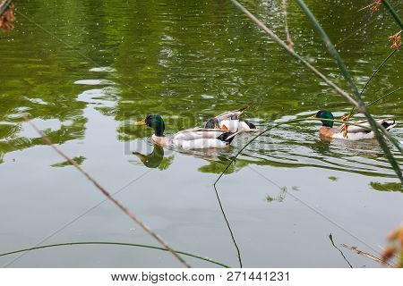Group Of Mallard Ducks Floating On A Pond At Summer Time.