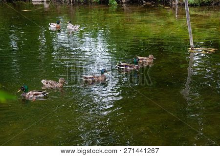 Group Of Mallard Ducks Floating On A Pond At Summer Time.