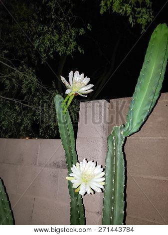 Blooming Thornless Cereus Cactus With Opened White Flower Ready For Pollination Night, Phoenix, Ariz