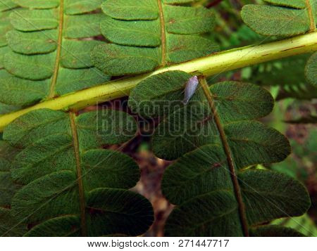 Brown Leaf Hopper On Green Fern Stem