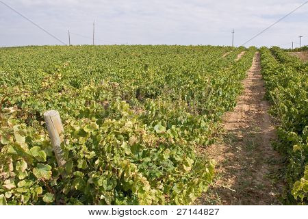 mooie wijngaard landschap in Catalaans, Spanje