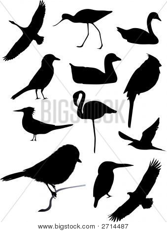 Doce siluetas de aves (reemplazar: 2660264)