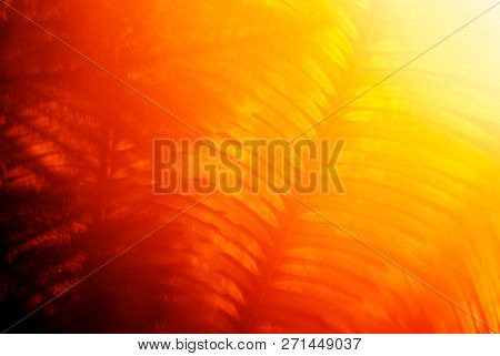 Abstract Warm Blurred Background Dawn In The Jungle, The Sun Shines Through The Branches Of Tropical
