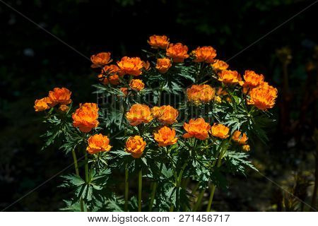 Group Of Trollius Asiaticus With Copy Space On Greenery. Beautiful Orange Flowers Of Globeflower Clo