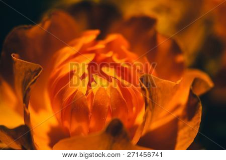 Beautiful Warm Bud Of Fiery Flower On Dark Background With Copy Space. Trollius Asiaticus In Macro. 