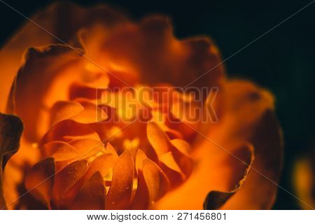 Beautiful Warm Bud Of Fiery Flower On Dark Background With Copy Space. Trollius Asiaticus In Macro. 