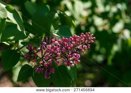 Purple Flowers Of Lilac Bloom On Branch On Background Of Greenery Close Up. Beautiful Violet Lilac W