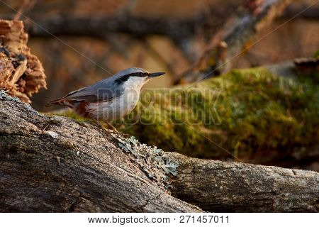 Eurasian Nuthatch (wood Nuthatch) Sits On A Log With Lichen On A Background Of Autumn Forest.