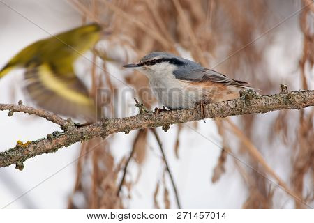 Eurasian Nuthatch (wood Nuthatch) Sits On A Branch Of A Larch On A Background Of Bushes And A Flying