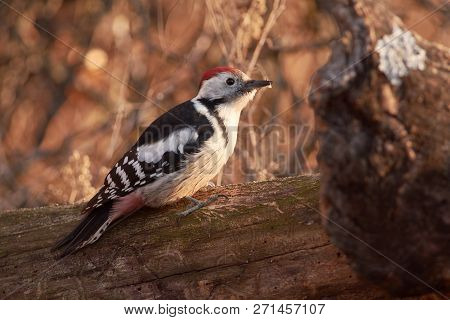 Middle Spotted Woodpecker (dendrocoptes Medius) Sits On A Trunk Of A Fallen Tree In The Warm Rays Of
