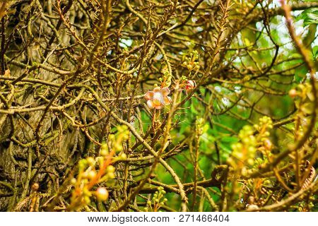 Pink Flowers Of Caesalpinia On A Branch With Green Leaves. Macro Shot.