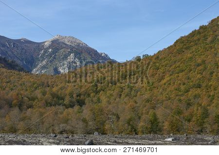 Autumn In Conguillio National Park In Southern Chile. Trees In Autumn Foliage In The Foreground; Eve