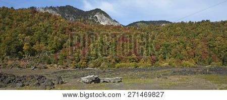 Autumn In Conguillio National Park In Southern Chile. Trees In Autumn Foliage In The Foreground; Eve