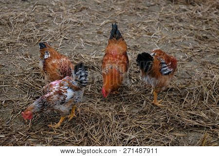 Chickens With Rooster And Hen.  Royalty High-quality Free Stock Photo Image Of Group Chickens With R