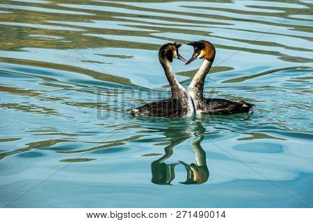 The Grebes (podicedidae) In Wairepo Arm Of South Island, New Zealand.