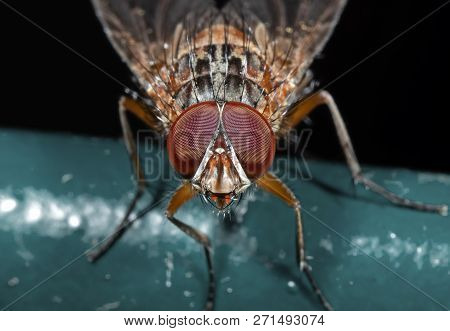 Macro Photography Of Little Orange Fly Isolated On Black Background