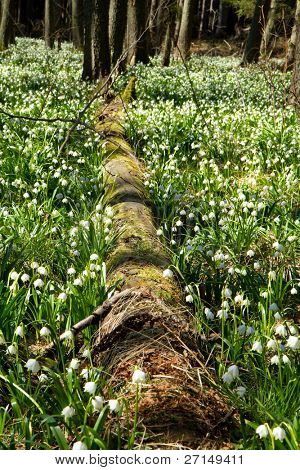 เกล็ด springtime ในป่า