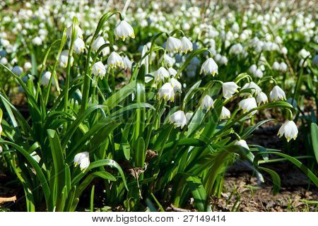 เกล็ด springtime ในป่า