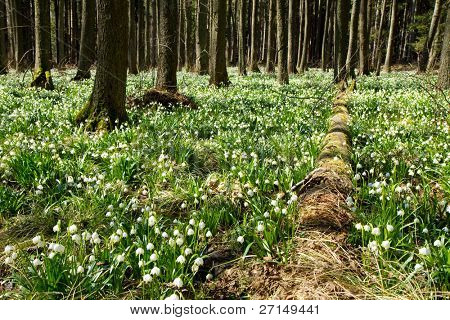 เกล็ด springtime ในป่า