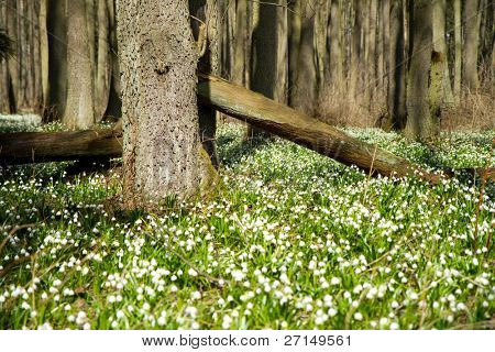 เกล็ด springtime ในป่า