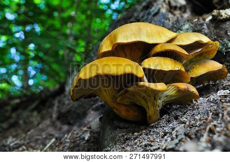 Omphalotus Olearius Or Orange Jack O Lantern Mushroom Gills, Toxic Mushroom