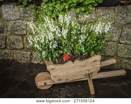 White Flouwers And Red Hearth With Polka Dot In A Wood Carriage.