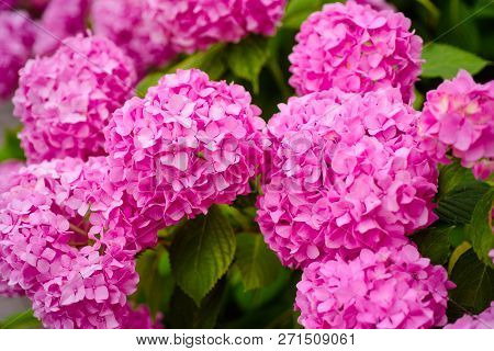 Garden Relax. Flowering Hortensia Plant. Hydrangea Blossom On Sunny Day. Blossoming Flowers In Summe