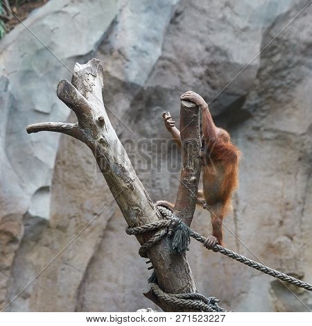 Young Orangutan Baby On A Tree Trunk